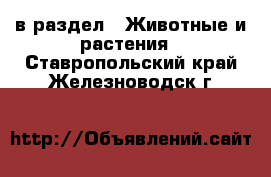  в раздел : Животные и растения . Ставропольский край,Железноводск г.